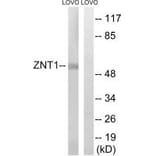 Western blot - SLC30A1 Antibody from Signalway Antibody (35160) - Antibodies.com