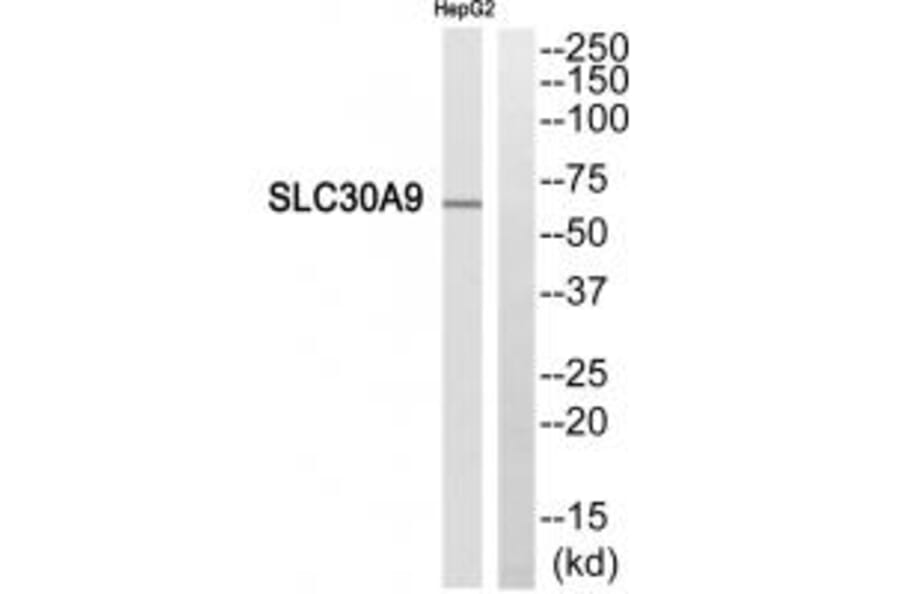 Western blot - SLC30A9 Antibody from Signalway Antibody (35161) - Antibodies.com