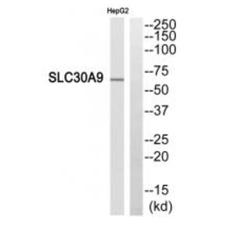 Western blot - SLC30A9 Antibody from Signalway Antibody (35161) - Antibodies.com