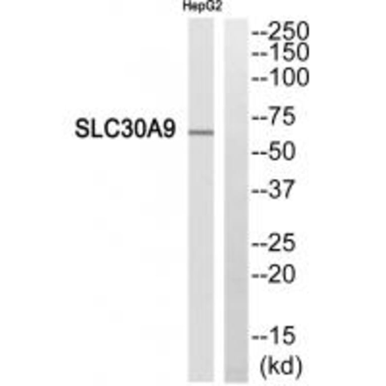 Western blot - SLC30A9 Antibody from Signalway Antibody (35161) - Antibodies.com