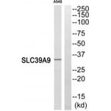 Western blot - SLC39A9 Antibody from Signalway Antibody (35163) - Antibodies.com