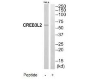 Western blot - CREB3L2 Antibody from Signalway Antibody (35185) - Antibodies.com