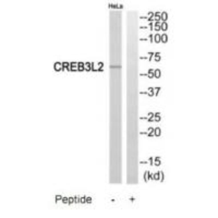 Western blot - CREB3L2 Antibody from Signalway Antibody (35185) - Antibodies.com