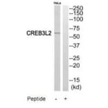 Western blot - CREB3L2 Antibody from Signalway Antibody (35185) - Antibodies.com