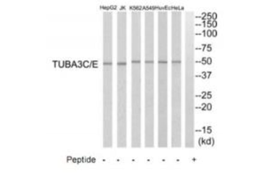 Western blot - TUBA3C/E Antibody from Signalway Antibody (35239) - Antibodies.com
