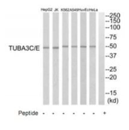 Western blot - TUBA3C/E Antibody from Signalway Antibody (35239) - Antibodies.com
