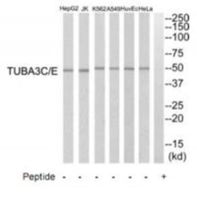 Western blot - TUBA3C/E Antibody from Signalway Antibody (35239) - Antibodies.com