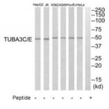 Western blot - TUBA3C/E Antibody from Signalway Antibody (35239) - Antibodies.com