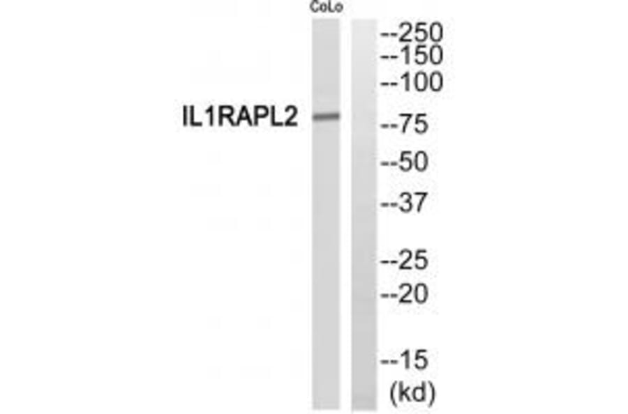 Western blot - IL1RAPL2 Antibody from Signalway Antibody (35317) - Antibodies.com