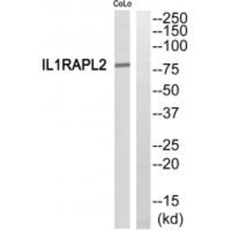 Western blot - IL1RAPL2 Antibody from Signalway Antibody (35317) - Antibodies.com