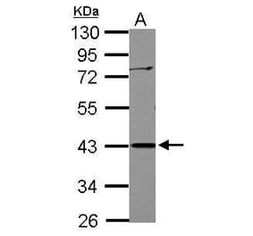 APOBEC3G Antibody from Signalway Antibody (35502) - Antibodies.com
