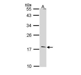 Glucagon Antibody from Signalway Antibody (35510) - Antibodies.com