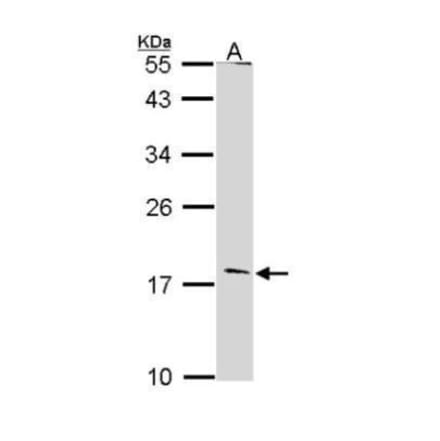 Glucagon Antibody from Signalway Antibody (35510) - Antibodies.com