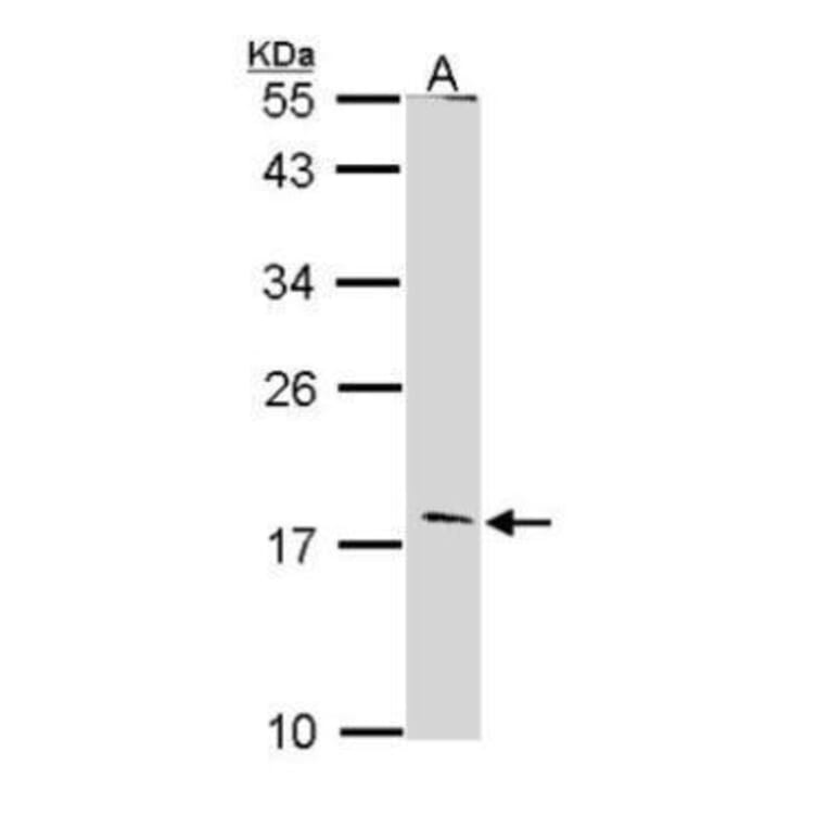 Glucagon Antibody from Signalway Antibody (35510) - Antibodies.com