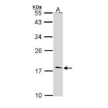 Glucagon Antibody from Signalway Antibody (35510) - Antibodies.com