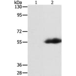 FLAG tag Antibody from Signalway Antibody (35535) - Antibodies.com