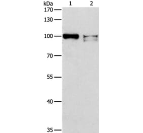 ADAMTSL2 Antibody from Signalway Antibody (36046) - Antibodies.com
