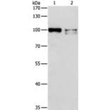 ADAMTSL2 Antibody from Signalway Antibody (36046) - Antibodies.com