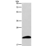 AURKAIP1 Antibody from Signalway Antibody (36255) - Antibodies.com