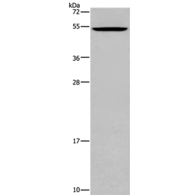 CATSPER3 Antibody from Signalway Antibody (36315) - Antibodies.com