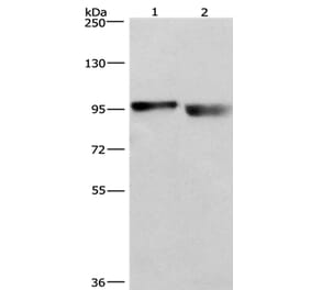 KIAA1524 Antibody from Signalway Antibody (36354) - Antibodies.com