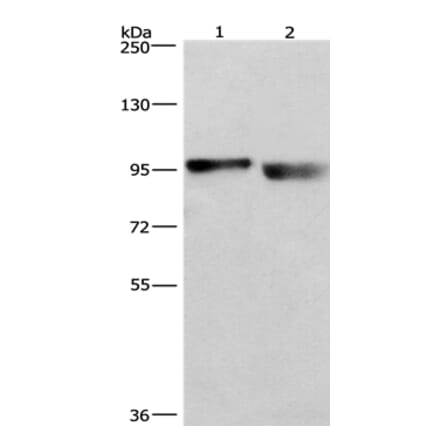KIAA1524 Antibody from Signalway Antibody (36354) - Antibodies.com