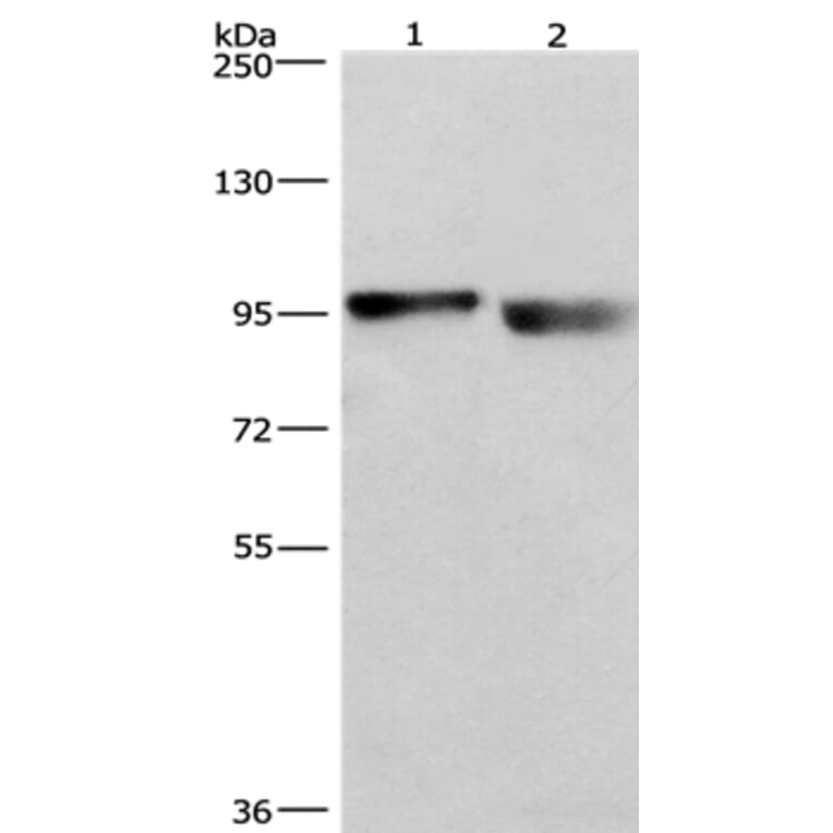 KIAA1524 Antibody from Signalway Antibody (36354) - Antibodies.com