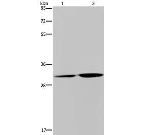 DNASE1L3 Antibody from Signalway Antibody (36420) - Antibodies.com