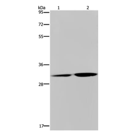 DNASE1L3 Antibody from Signalway Antibody (36420) - Antibodies.com
