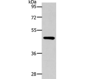 SLC16A14 Antibody from Signalway Antibody (36974) - Antibodies.com