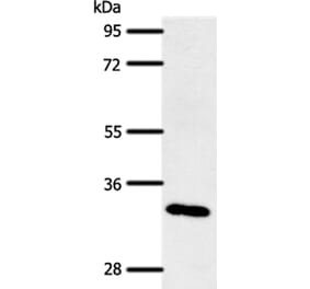 SLC2A4RG Antibody from Signalway Antibody (37241) - Antibodies.com