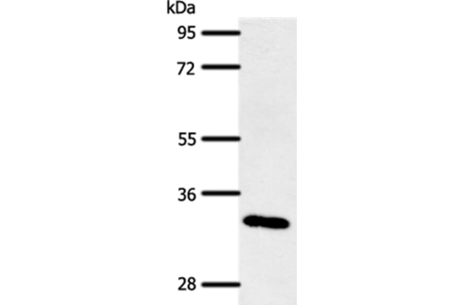 SLC2A4RG Antibody from Signalway Antibody (37241) - Antibodies.com