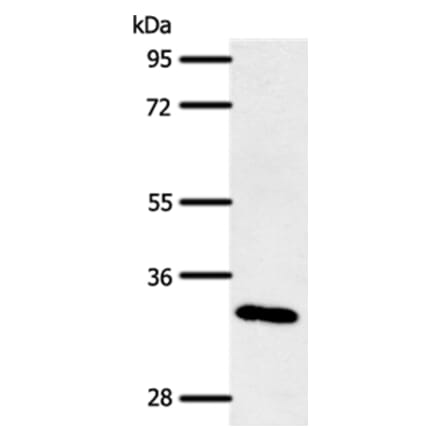 SLC2A4RG Antibody from Signalway Antibody (37241) - Antibodies.com