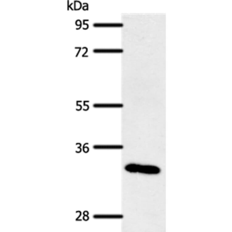 SLC2A4RG Antibody from Signalway Antibody (37241) - Antibodies.com