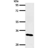 SLC2A4RG Antibody from Signalway Antibody (37241) - Antibodies.com