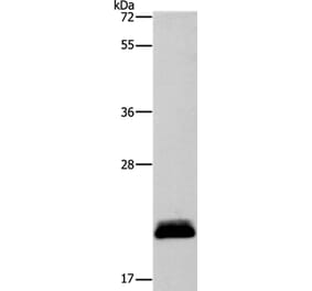 APOBEC3C Antibody from Signalway Antibody (37338) - Antibodies.com
