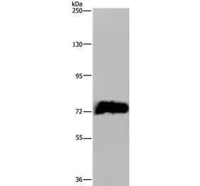 MAPK8IP1 Antibody from Signalway Antibody (37670) - Antibodies.com