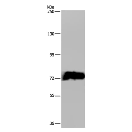 MAPK8IP1 Antibody from Signalway Antibody (37670) - Antibodies.com