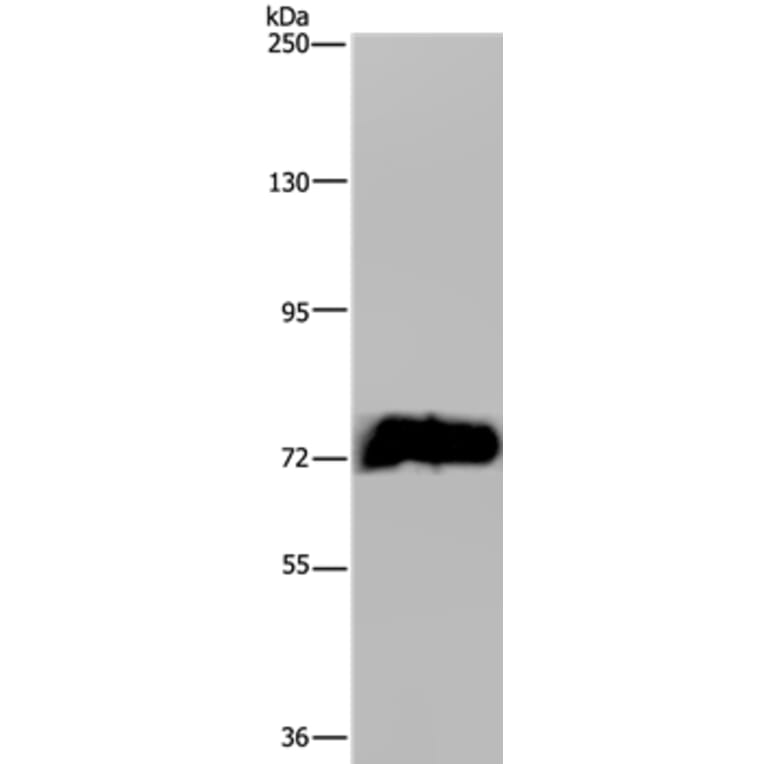 MAPK8IP1 Antibody from Signalway Antibody (37670) - Antibodies.com