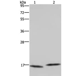 MAP1LC3C Antibody from Signalway Antibody (37700) - Antibodies.com