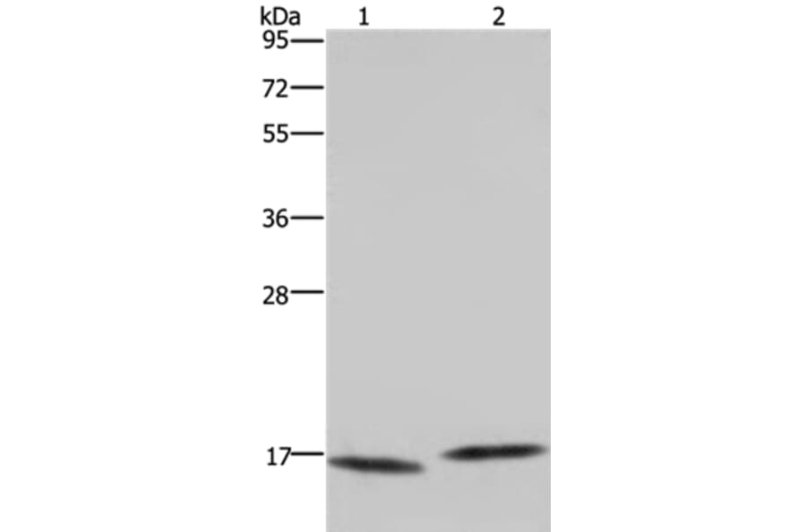 MAP1LC3C Antibody from Signalway Antibody (37700) - Antibodies.com