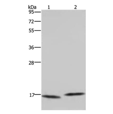 MAP1LC3C Antibody from Signalway Antibody (37700) - Antibodies.com