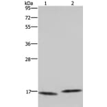 MAP1LC3C Antibody from Signalway Antibody (37700) - Antibodies.com