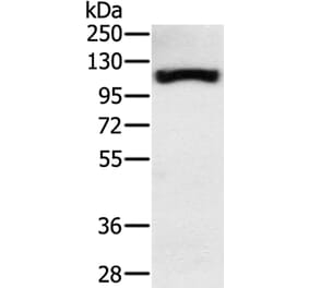 PPARGC1A Antibody from Signalway Antibody (37818) - Antibodies.com