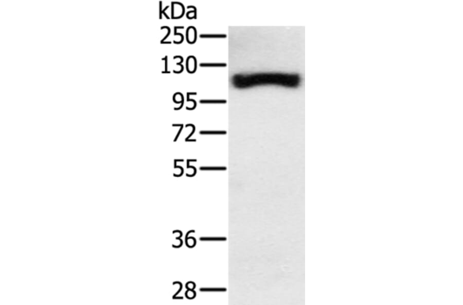 PPARGC1A Antibody from Signalway Antibody (37818) - Antibodies.com