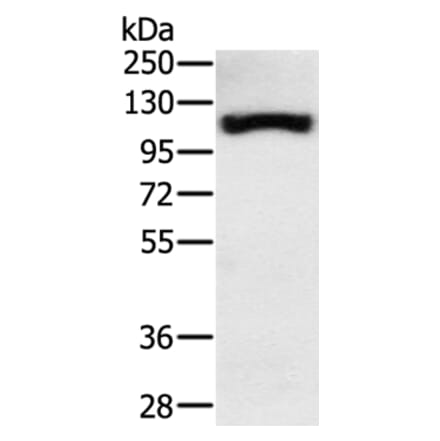 PPARGC1A Antibody from Signalway Antibody (37818) - Antibodies.com