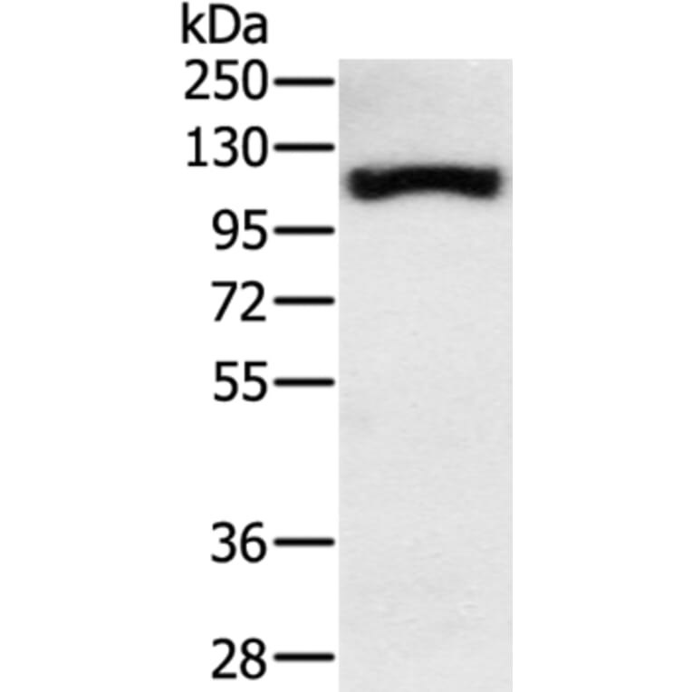 PPARGC1A Antibody from Signalway Antibody (37818) - Antibodies.com