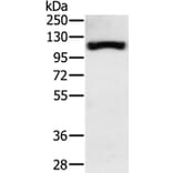 PPARGC1A Antibody from Signalway Antibody (37818) - Antibodies.com