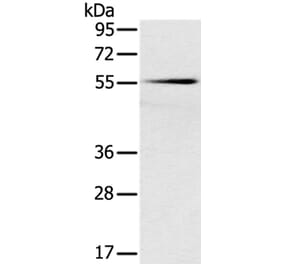SLC16A10 Antibody from Signalway Antibody (37930) - Antibodies.com