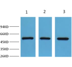 Western blot - Fumarase Antibody from Signalway Antibody (38002) - Antibodies.com